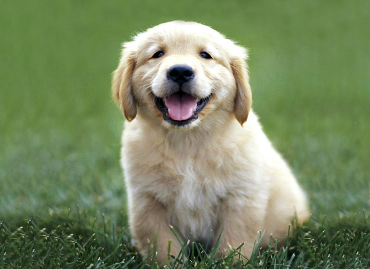 Golden Retriever Cute Puppy Wallpaper In HD For Desktop