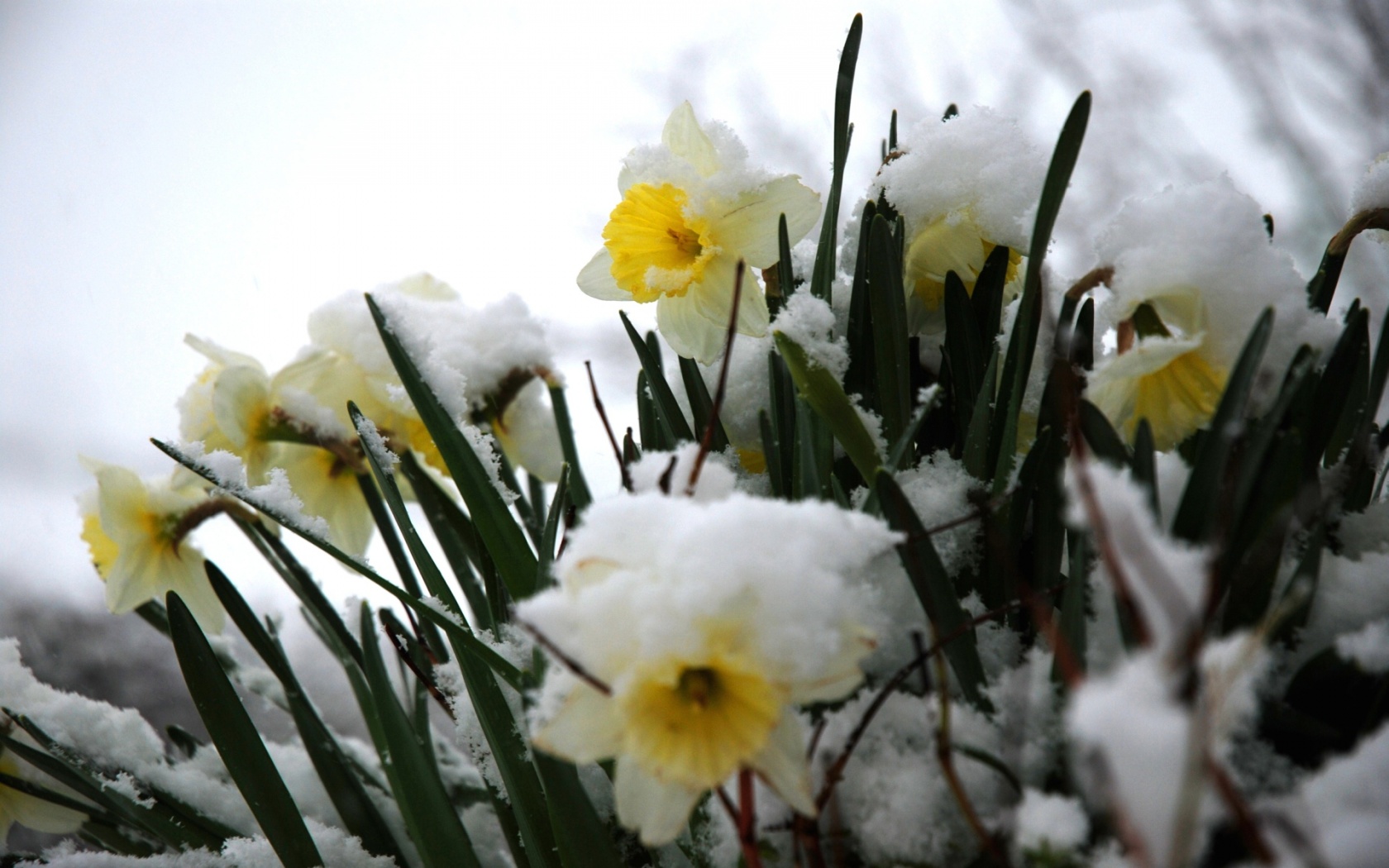 Daffodils In The Snow Desktop Pc And Mac Wallpaper