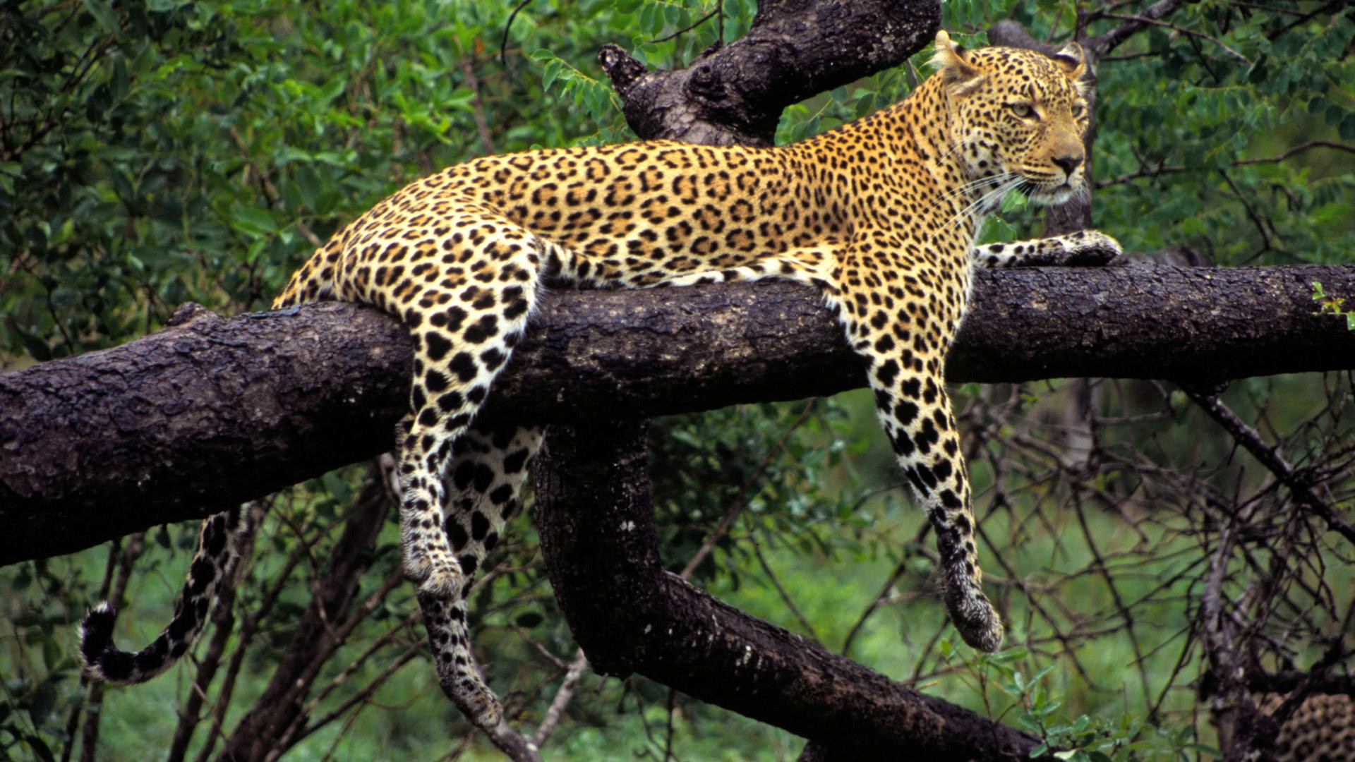 Wild Cat Leopard Seating On Tree High Resolution Photos HD Famous