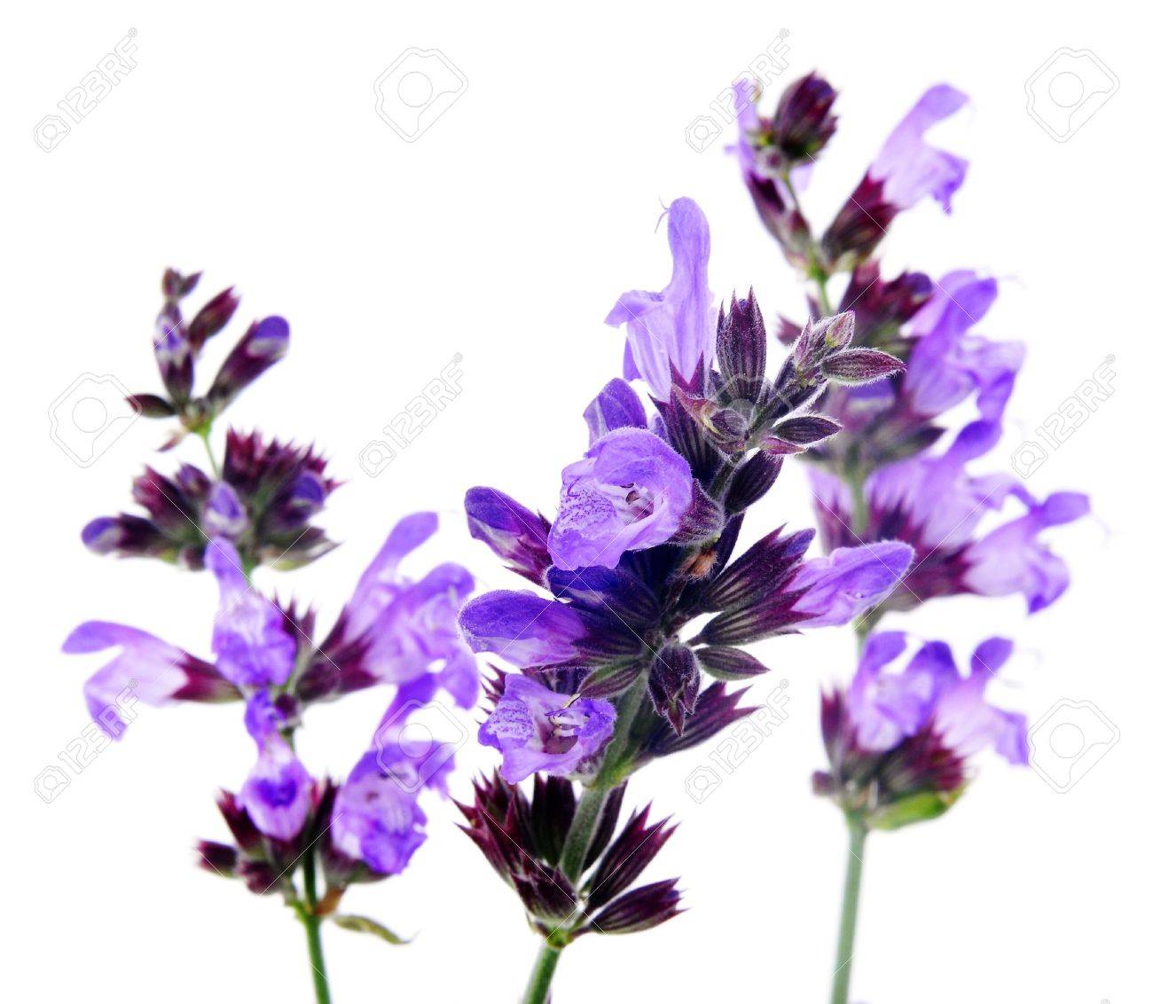 Salvia Flowers On A White Background Stock Photo Picture And