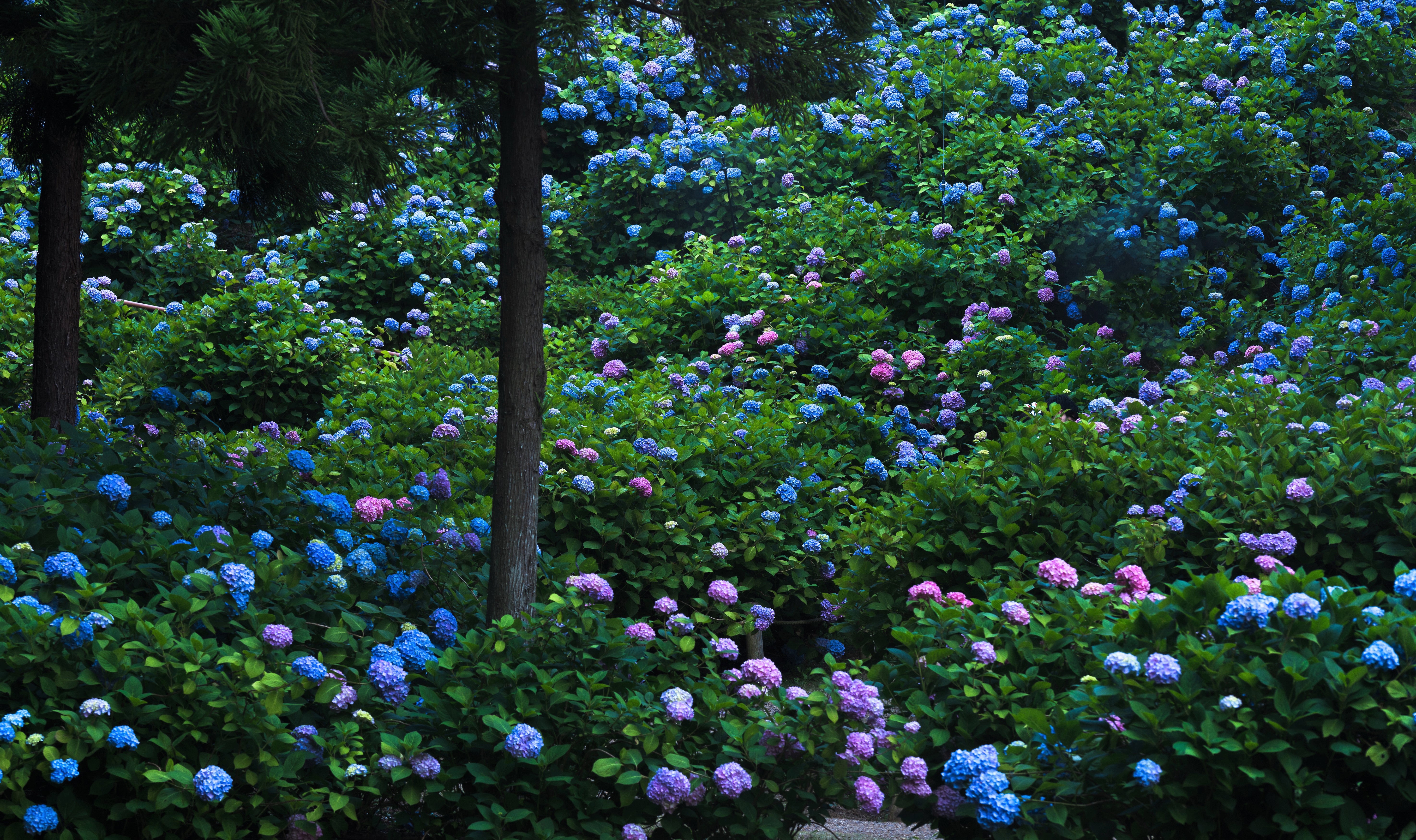 Pink and Blue Hydrangeas in Park