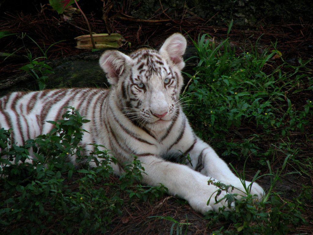 White Tiger Cubs Wallpapers