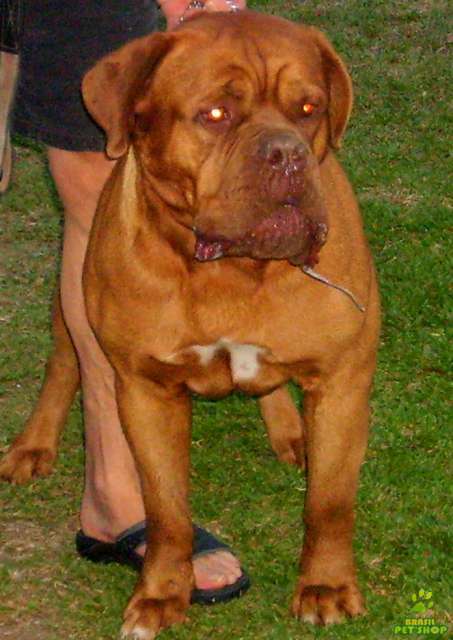 Related Pictures Pin French Mastiff Wallpaper Car