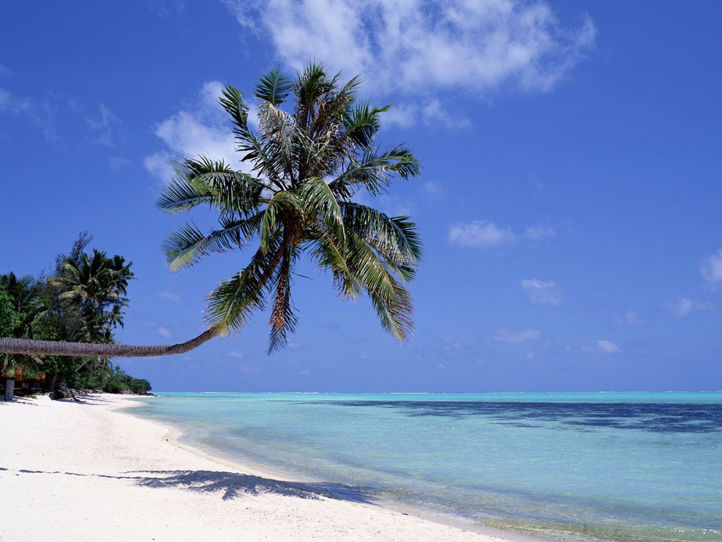 download Beach Palm Tree wallpaper