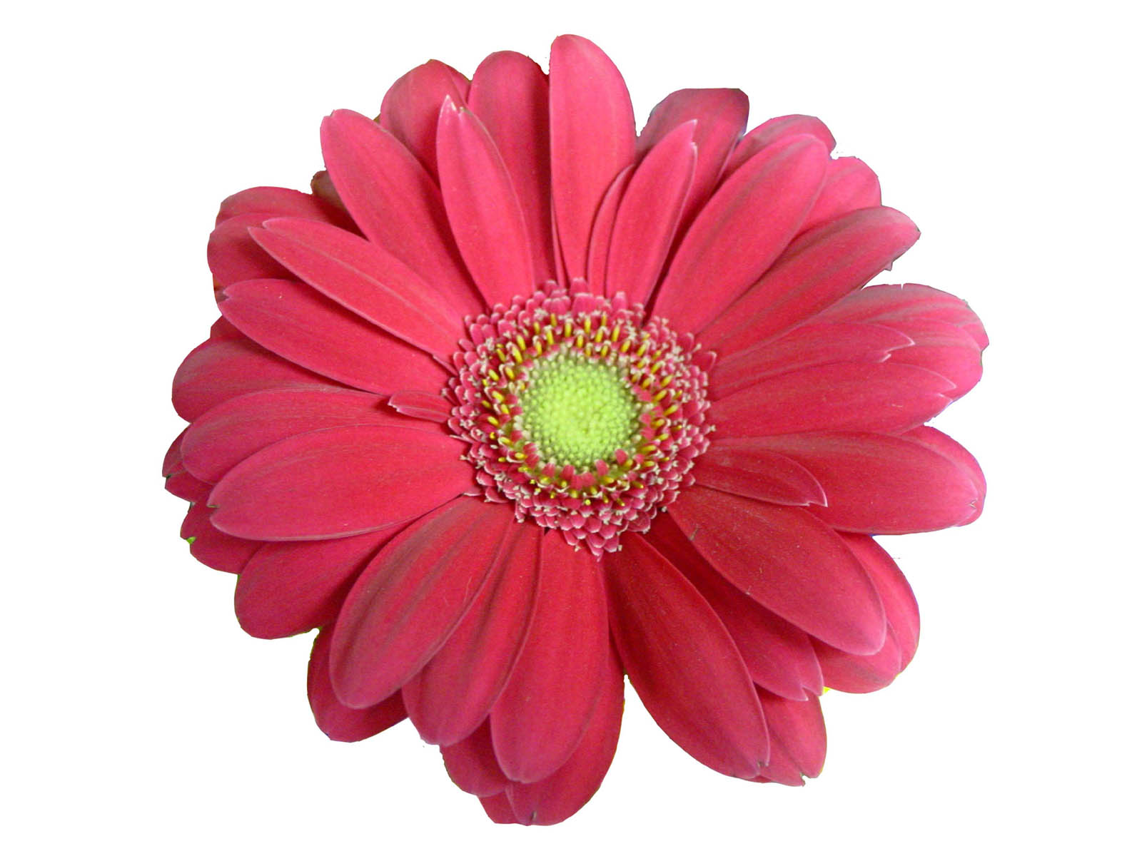 pink daisy colorful flowers pictures pink daisy flowers wallpapers 1600x1200