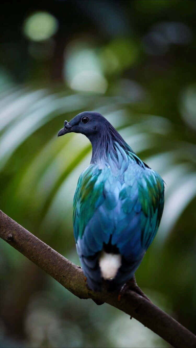 Bird iPhone Wallpaper