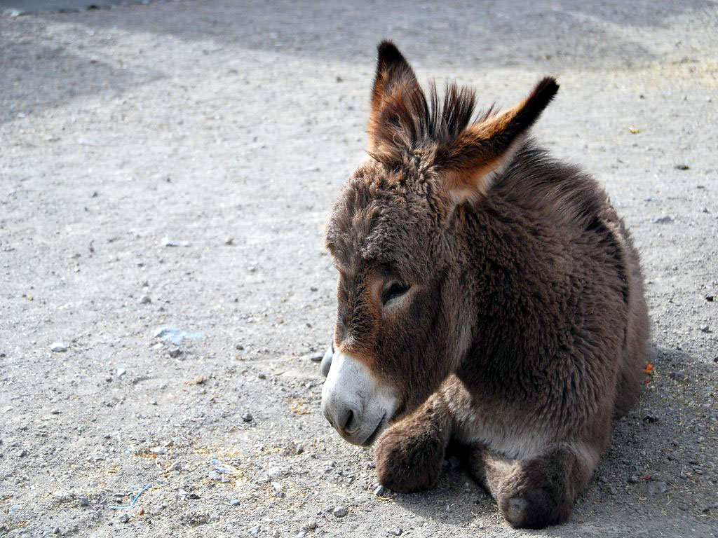 Donkey Wallpaper