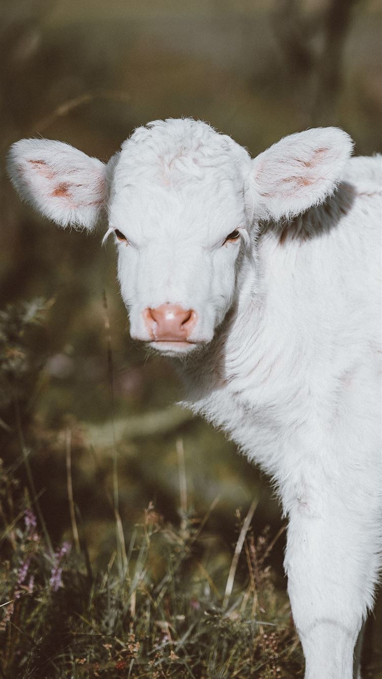 Cow iPhone Wallpaper