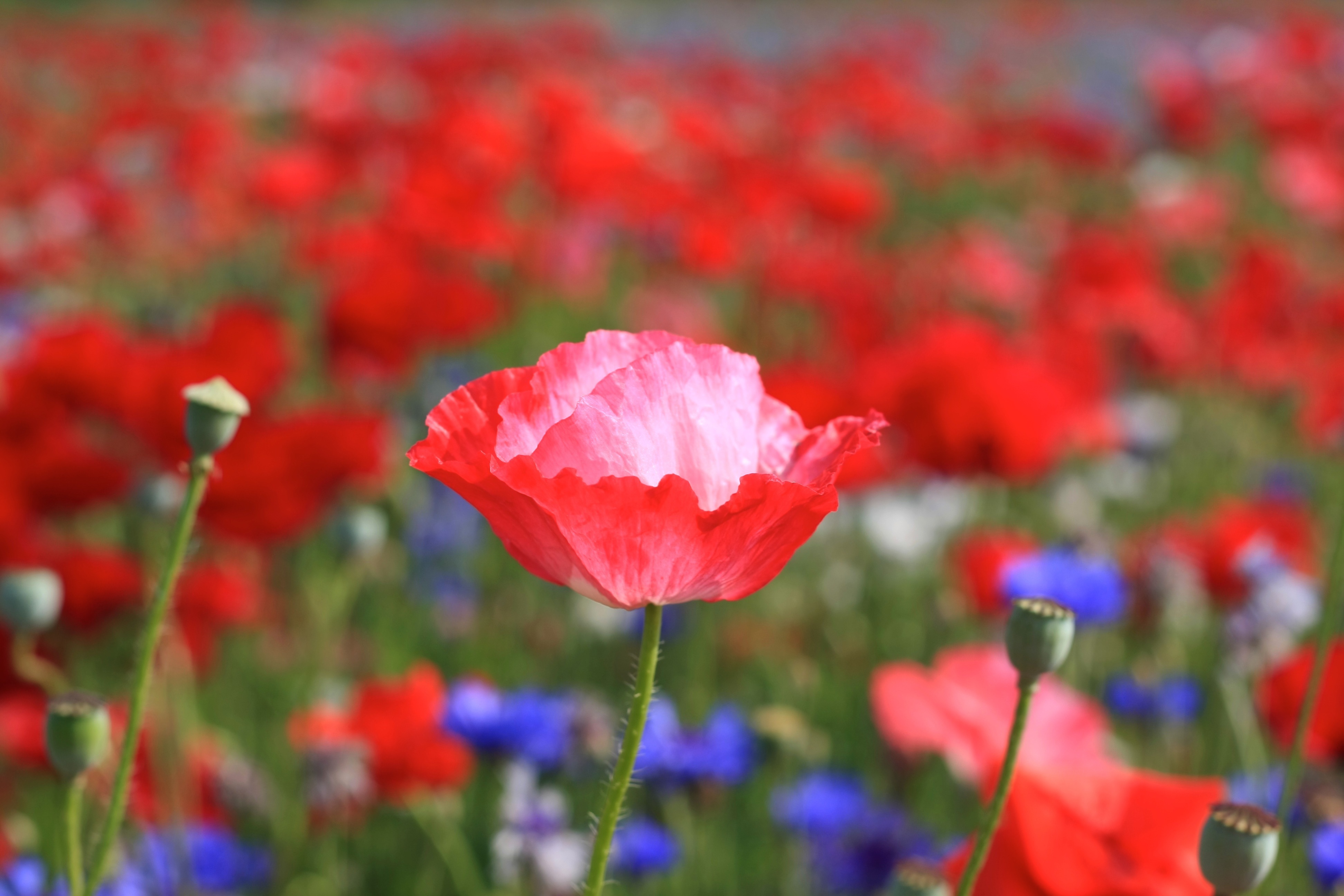 Free download Red poppies wallpapers and images wallpapers pictures