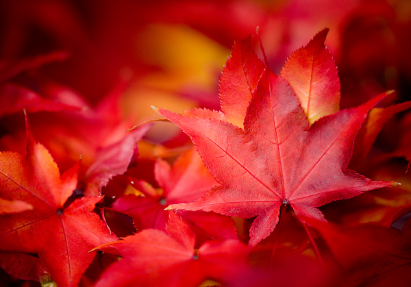 free autumn leaves background