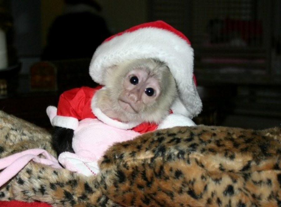 Kid Friendly Baby Capuchin Monkeys Searching For A Good Home