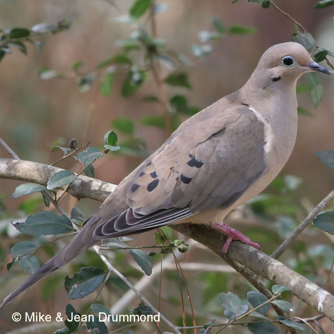 Mourning Dove Seen In The Woodlands Tx