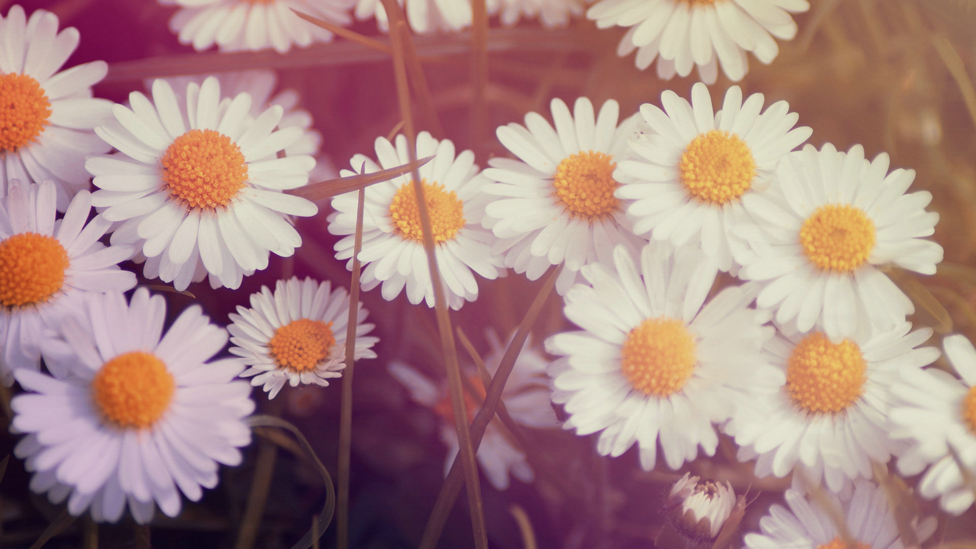Daisy Wallpaper HD