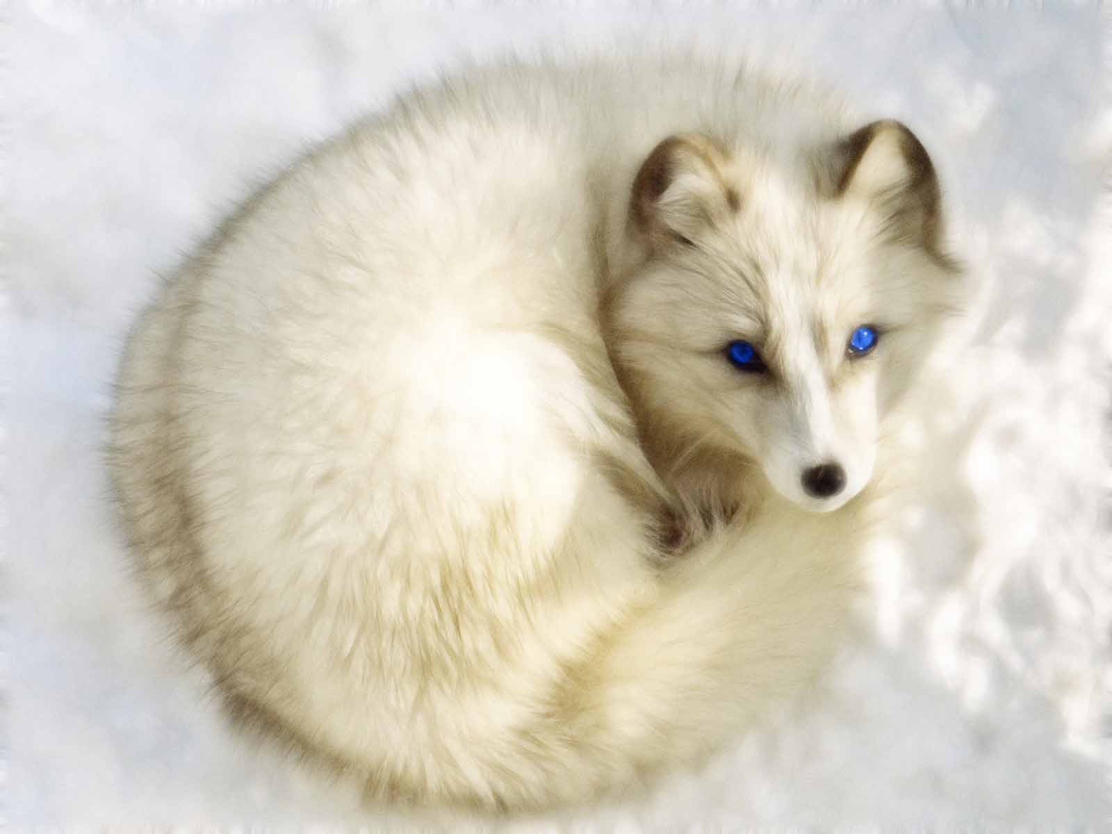 Arctic Fox Animal