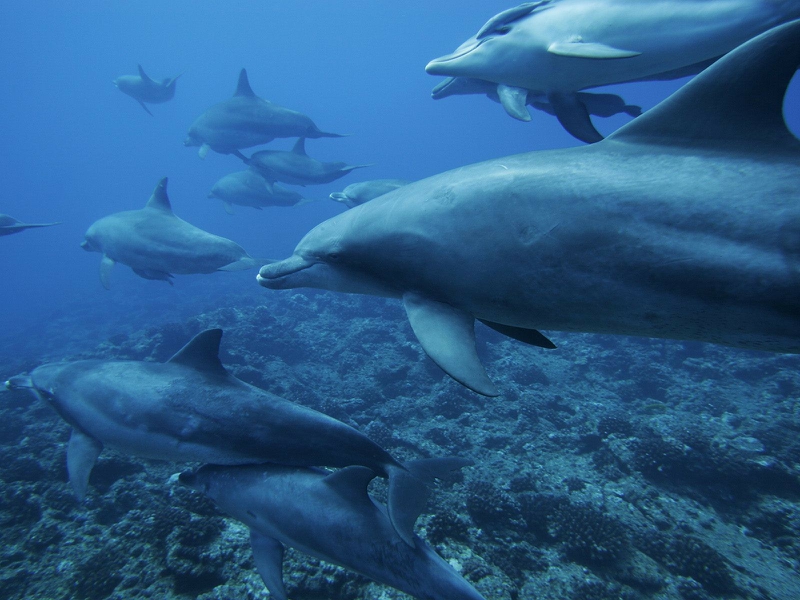 Blue Sea Dolphins Underwater Wallpaper Animals