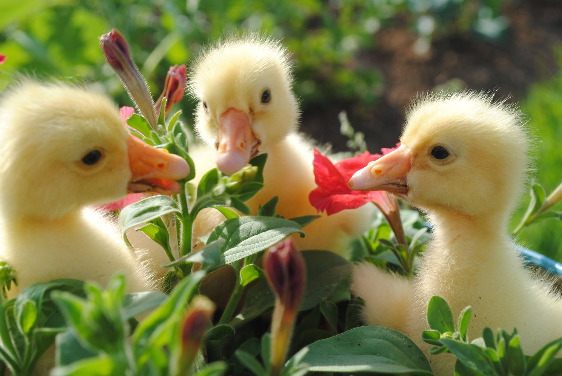 Daisy Duck Wallpaper