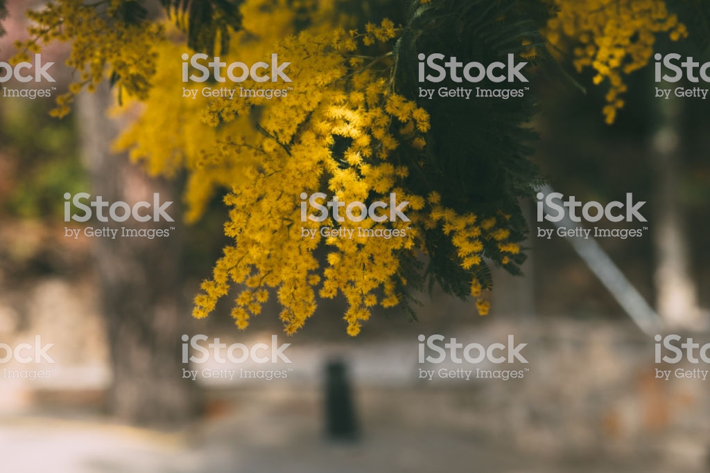Mimosa Yellow Flower In Bloom Acacia Dealbata Springtime