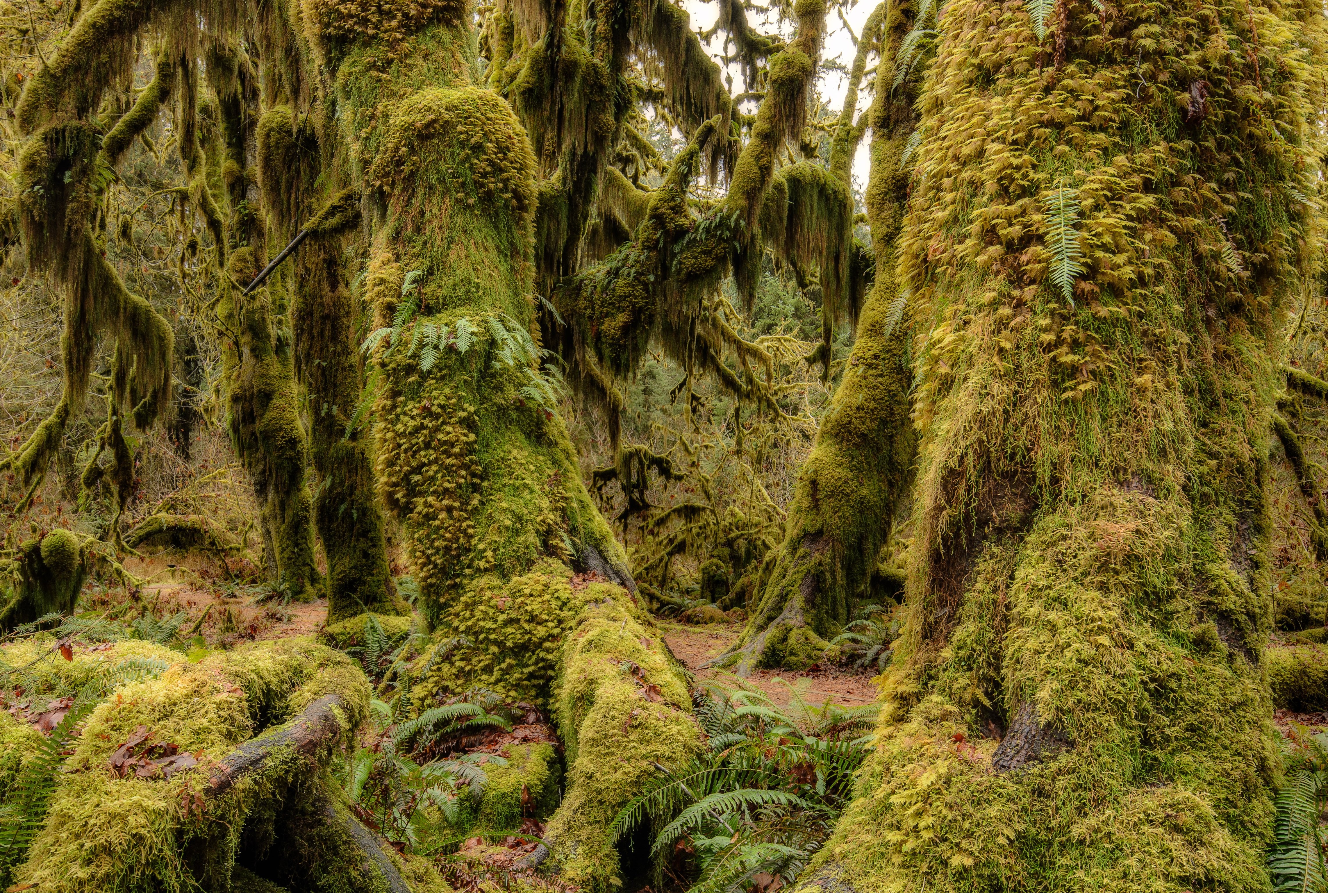 Olympic National Park Washington Usa Wood Moss Flora