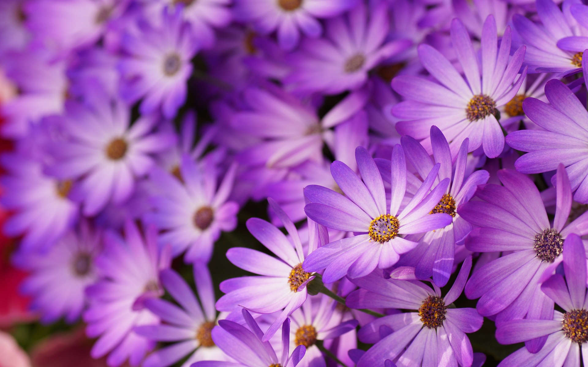 Daisy Flower Wallpaper In Psd