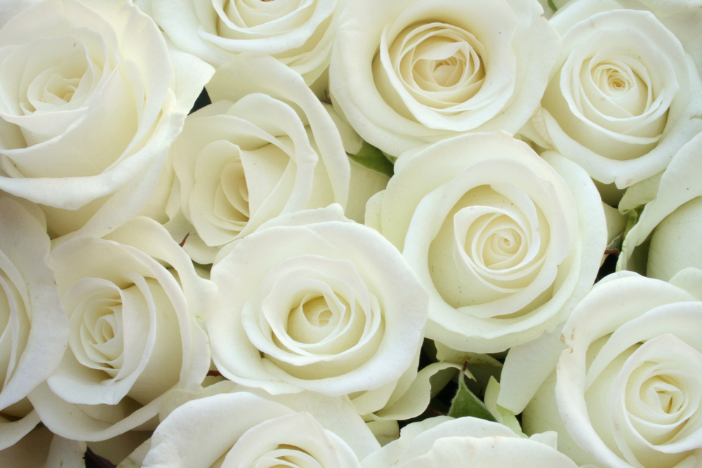 Pure White Roses Photo