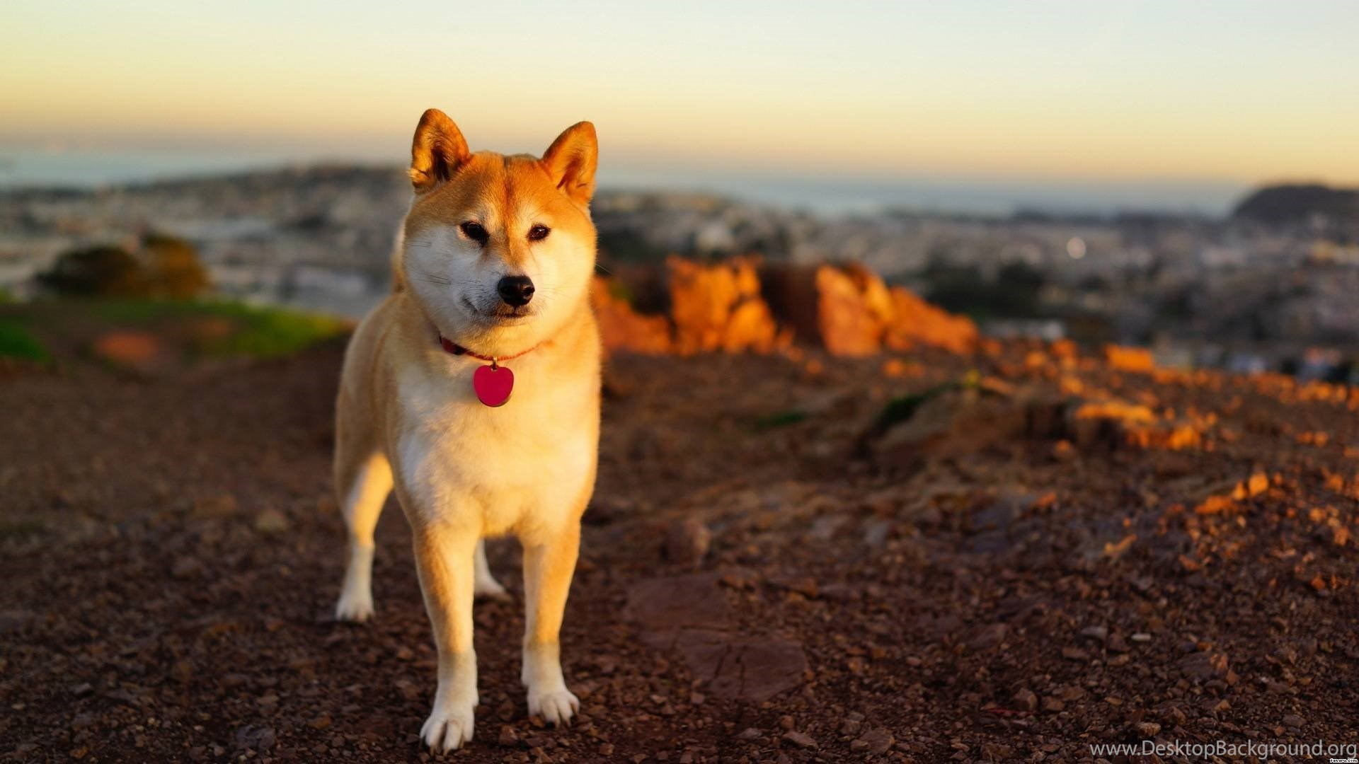 Shibe On Beach Doge Wallpaper Desktop Background