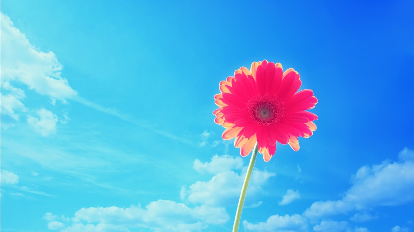 Single Flower, Daisy Flower, Blur Background, plant, HD phone wallpaper |  Peakpx