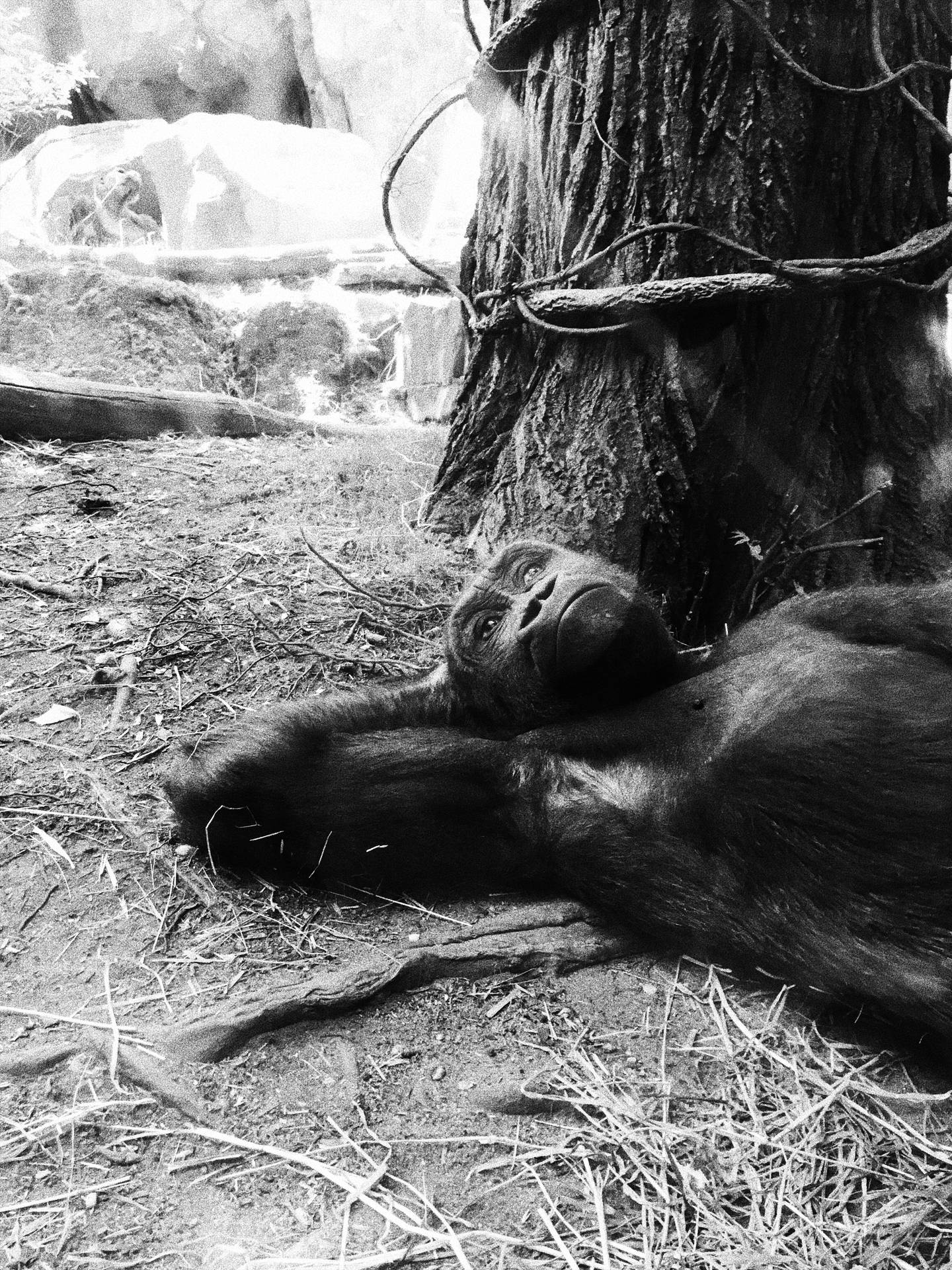 Black Gorilla iPhone Ror5pbt5pqe5s3zo Wallpaper
