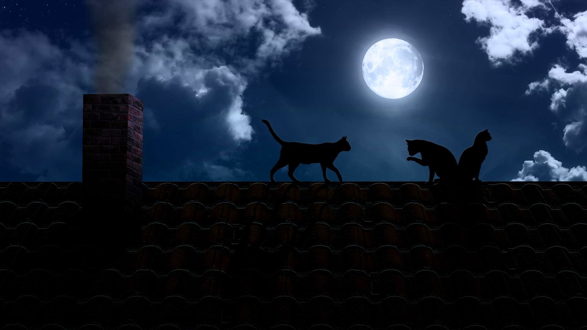 night dark moon full moon roof pipe cats black HD wallpaper
