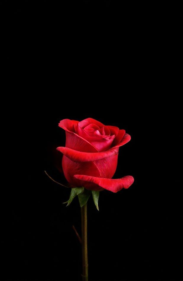 Red Rose Black Background