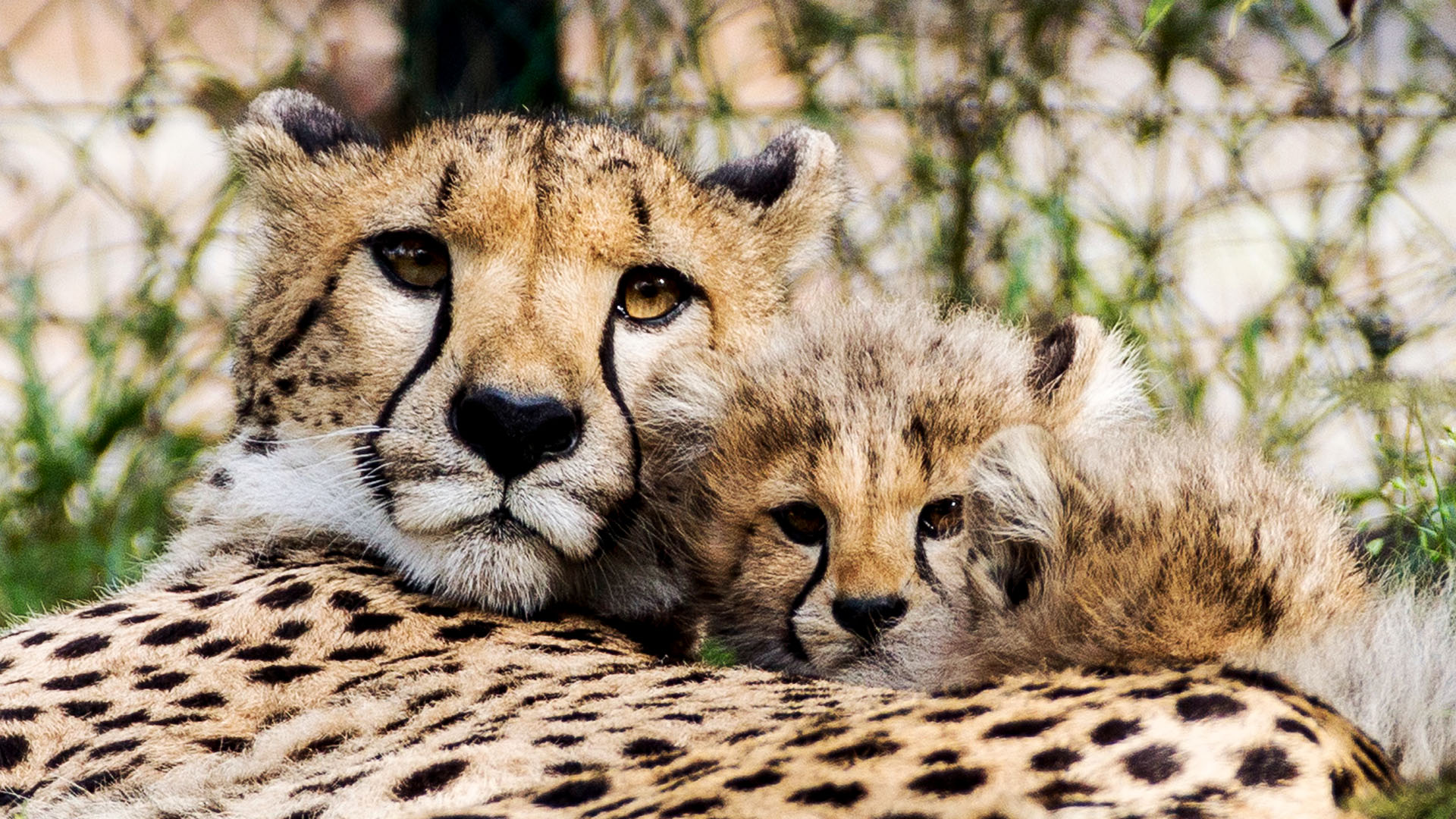 Wallpaper Cute Baby Cheetah Pictures Upload At October By