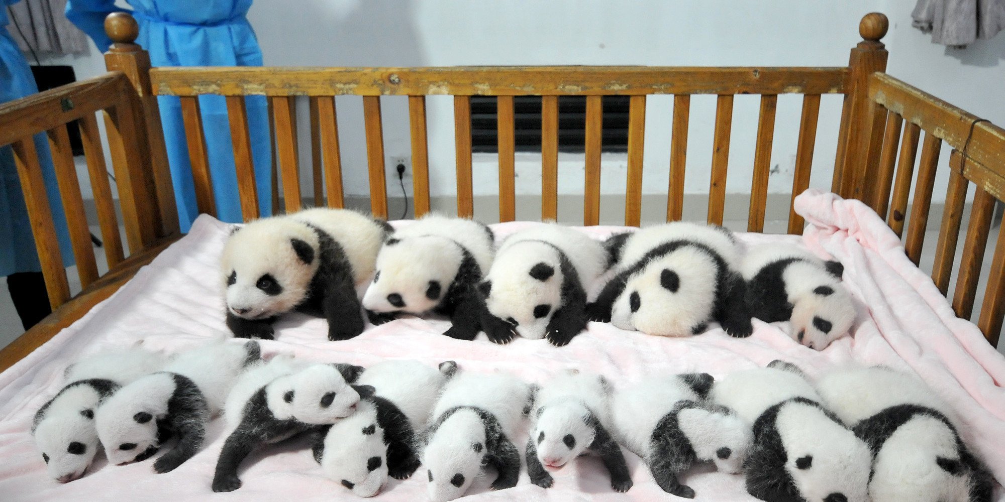 Panda Pandas Baer Bears Baby Cute Wallpaper HD Desktop