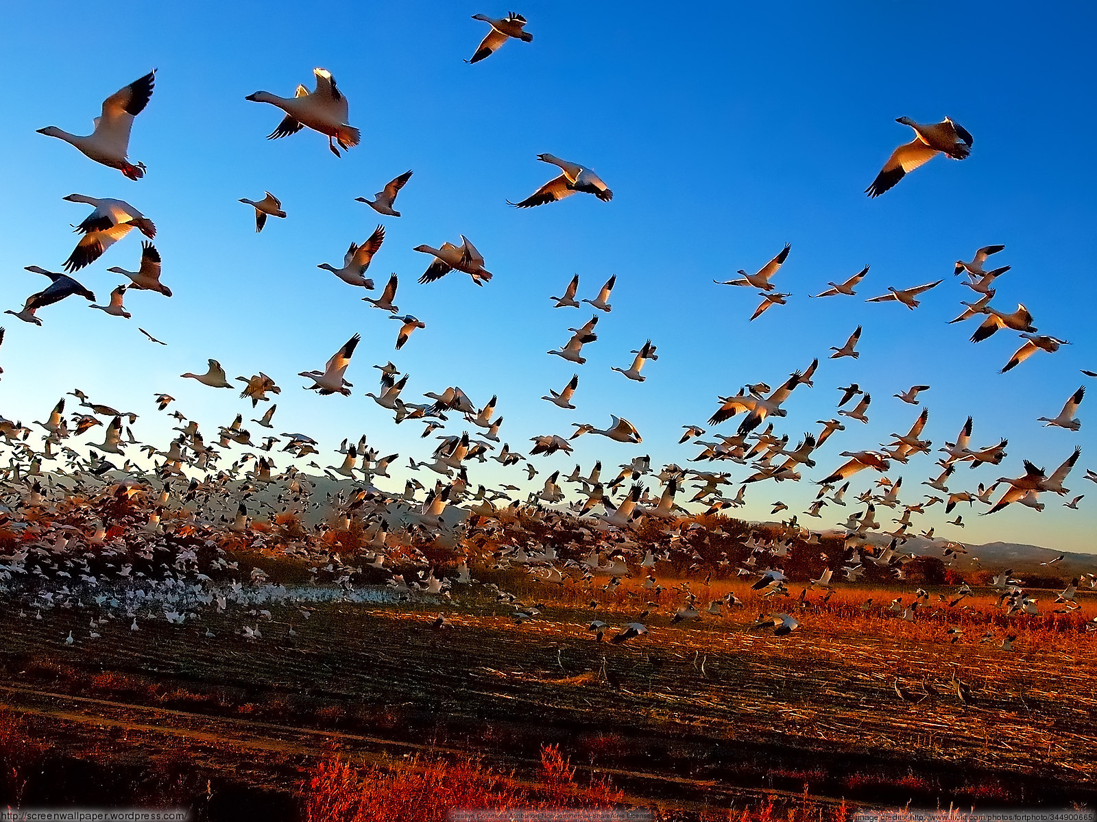 Snow Geese Taking A Fright Flight Just Great Wallpaper