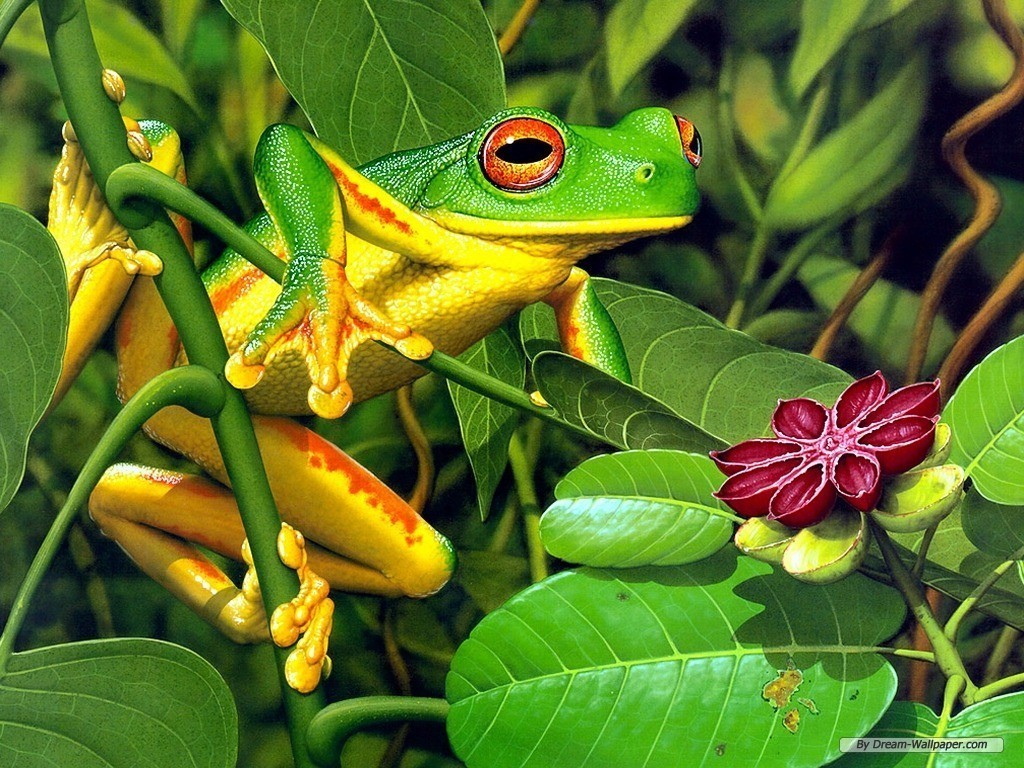 Frog Wallpaper   Frogs Wallpaper 7018060