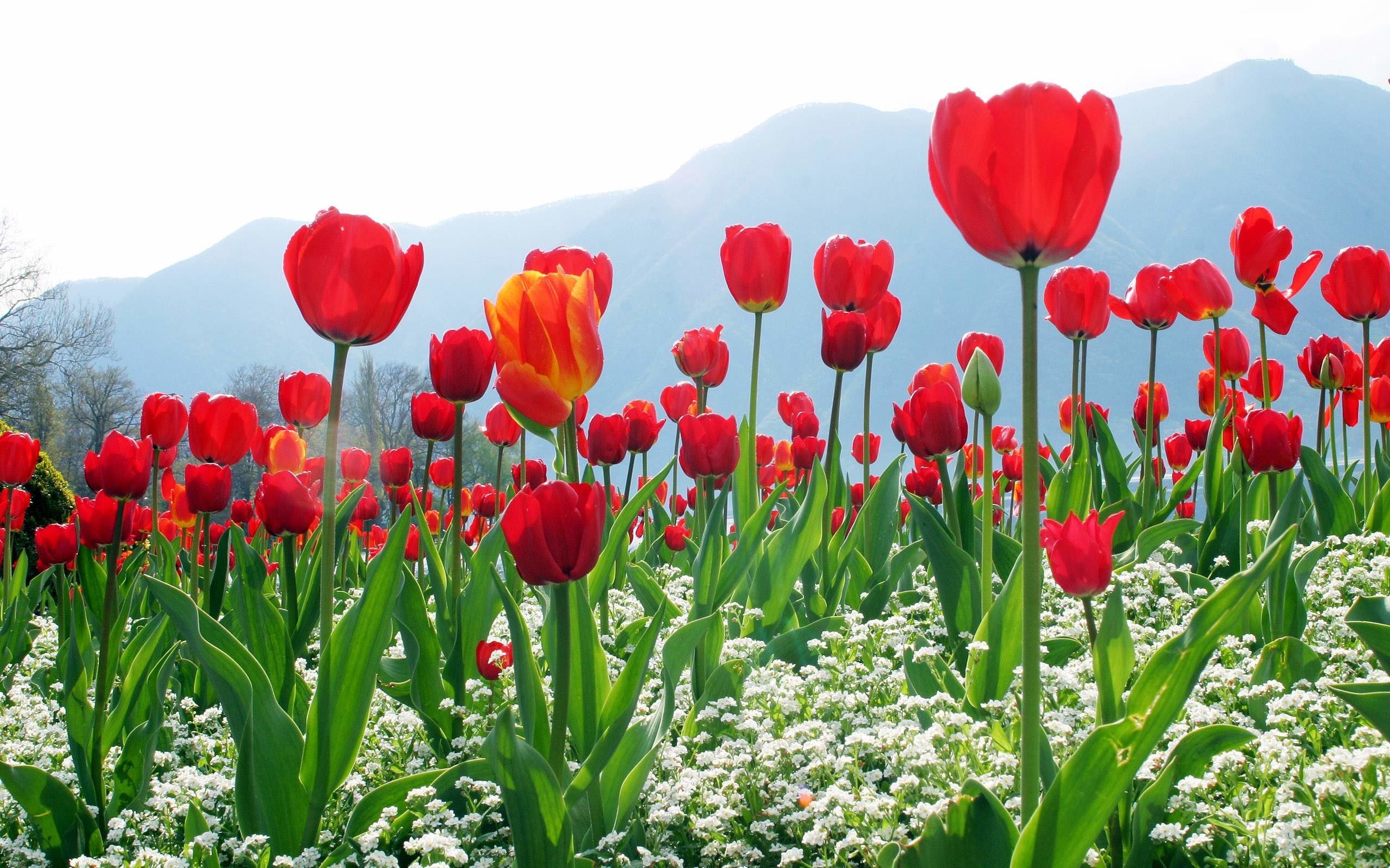 60 Flower Computer Backgrounds On WallpaperSafari 60 Flower Computer Backgrounds On WallpaperSafari