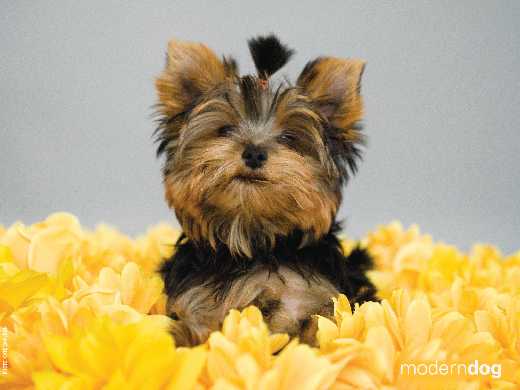 Yorkshire Terrier More HD The Dog Wallpaper Best