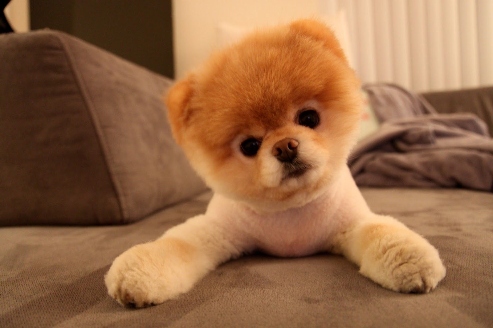 Meet Boo, the world's cutest dog.  World cutest dog, Cute dogs breeds,  Cute teacup puppies