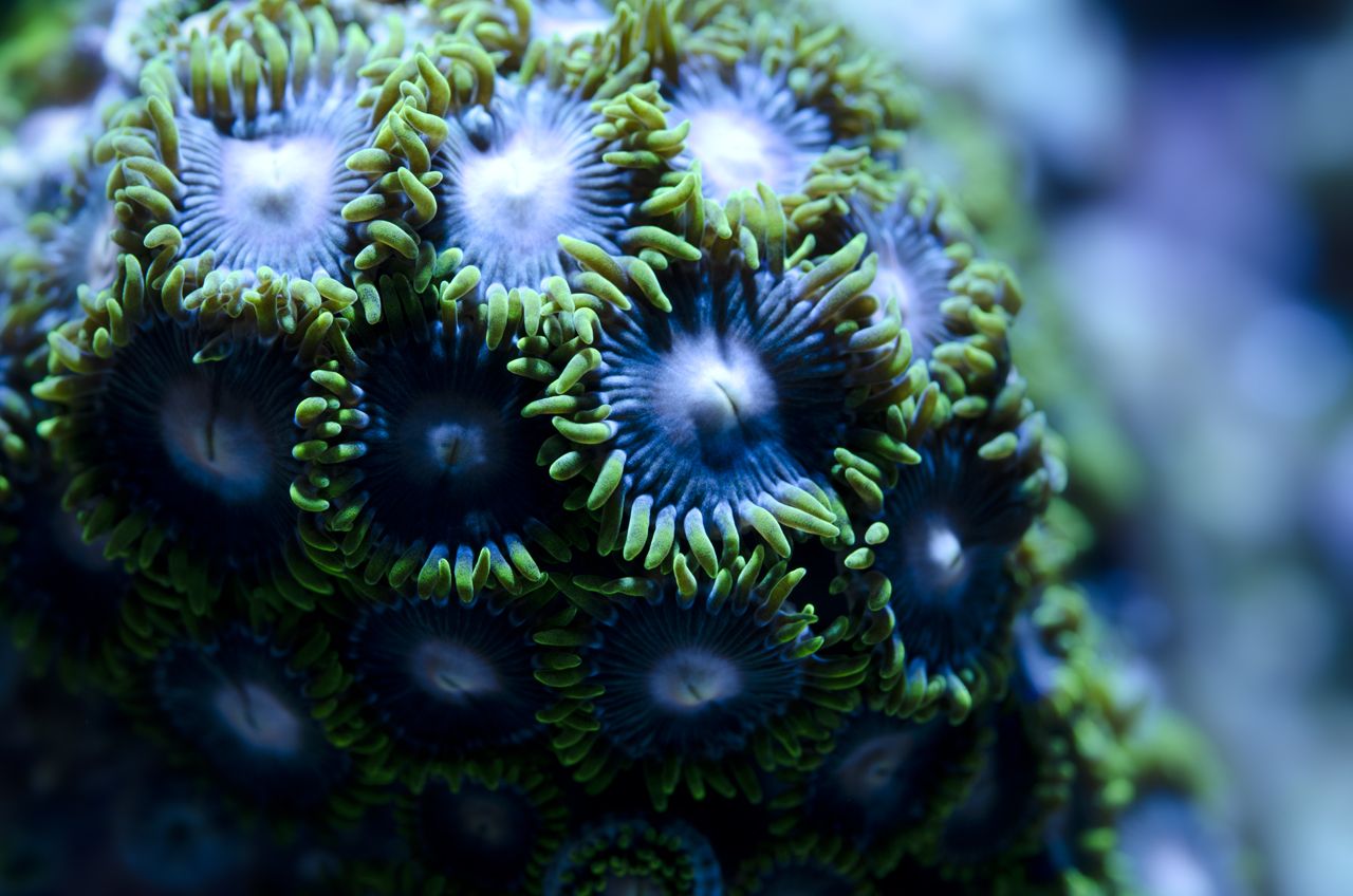 Zoanthids Out Of The Dark Wallpaper