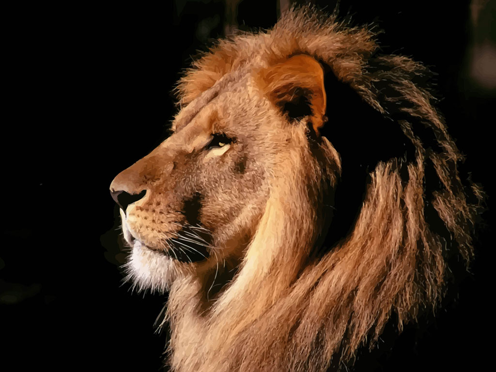 Lion Head Wallpaper
