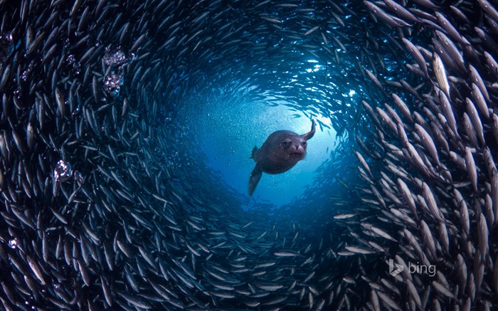 Deep Sea Fish Bing Wallpaper 10wallpaper