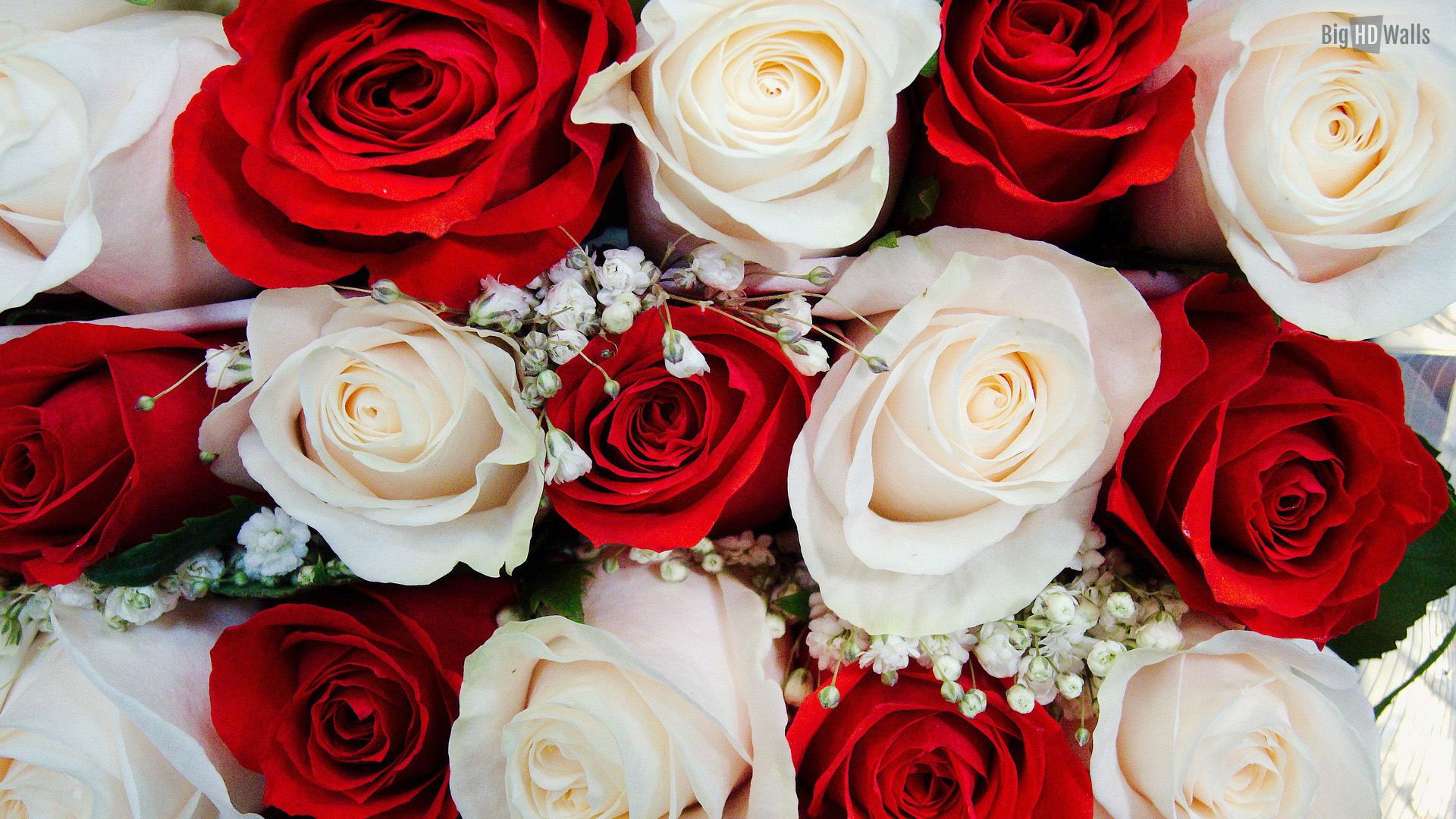 Beautiful red and white roses HD Wallpaper Click on image to enlarge