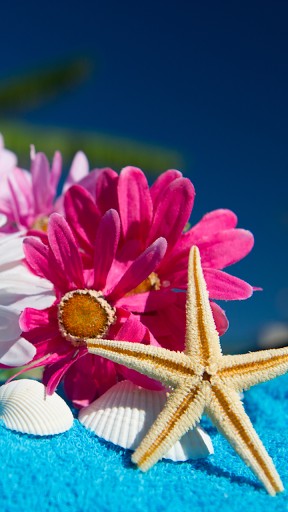 images Seashell Wallpaper Iphone 48 seashell wallpaper for walls on