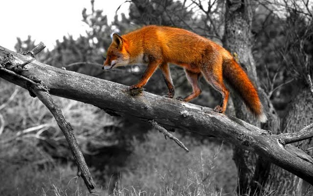 High Resolution Lovely Red Fox Desktop Laptop Wallaper Listed In