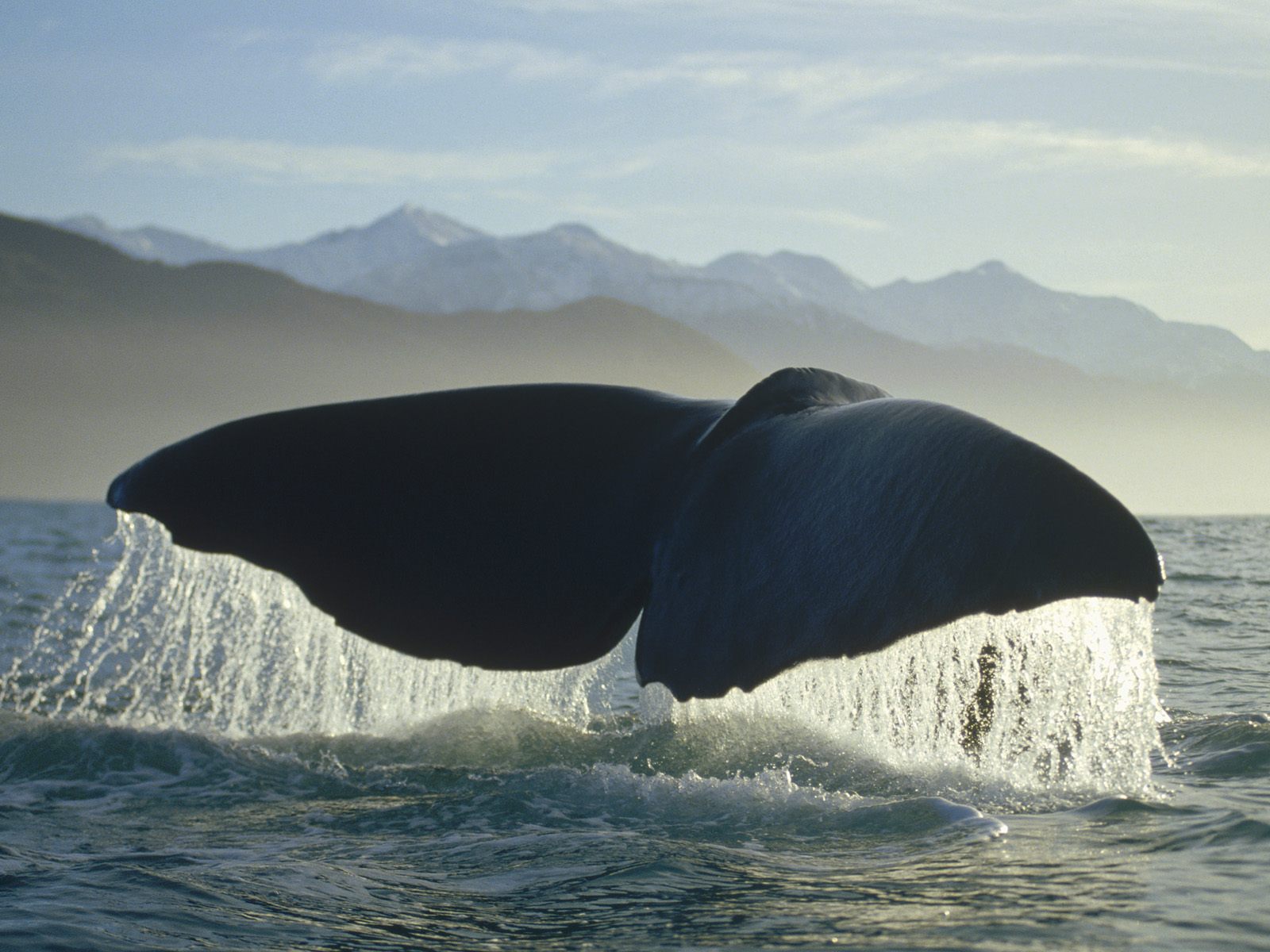 Sperm Whale Ocean Life Photography Desktop Wallpaper S