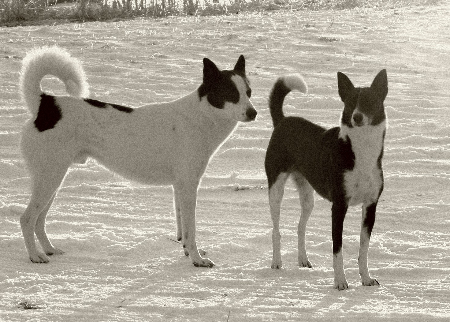 Canaan Dog Black And White Wallpaper