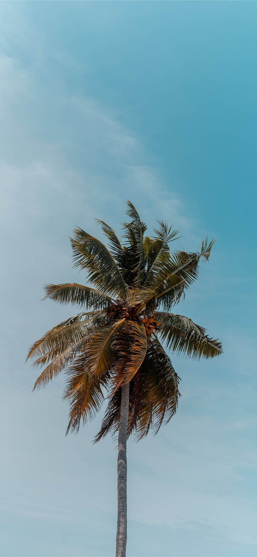 Coconut Tree Wallpaper