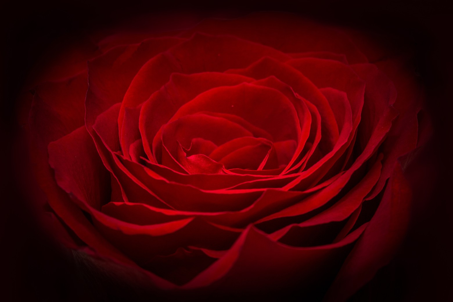 Rose Rouge Background Fleur P Tale Image Photos Gratuites Libres