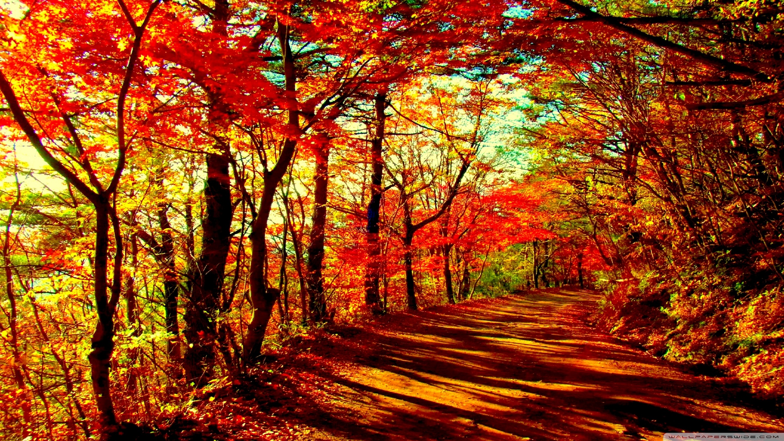 Autumn Forest 4k HD Desktop Wallpaper For Dual Monitor