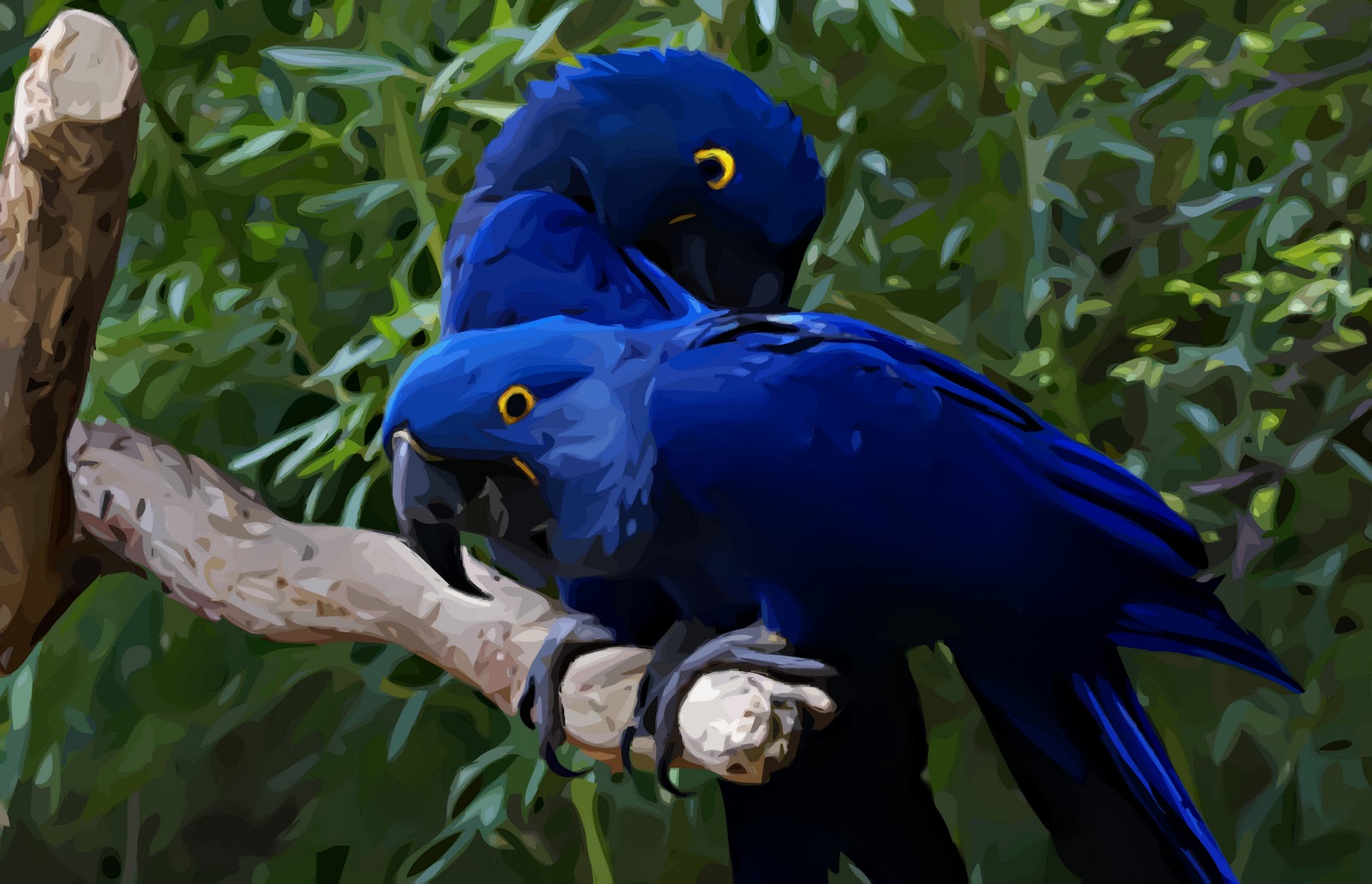 Love Birds Wallpaper Beautiful Pictures