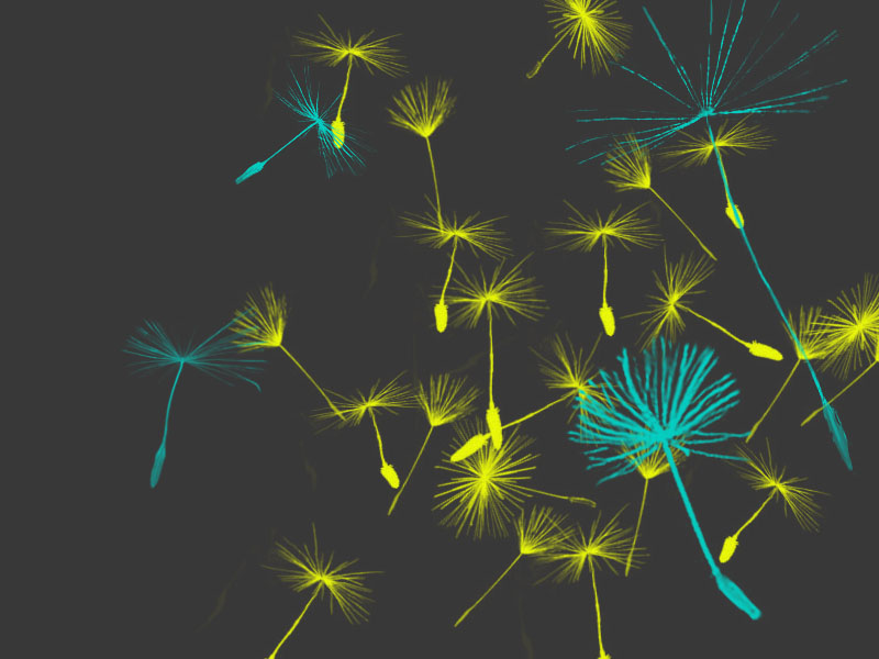 Dandelion Wallpaper by Spazzy McGee on