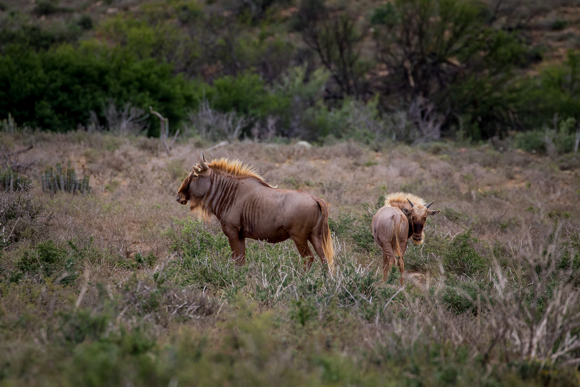 Two wildebeest in their natural habitat, showcasing their distinct brown coats and manes. The image captures a larger wildebeest standing alert and a smaller one grazing peacefully in the foreground, highlighting the social dynamics of these African mammals